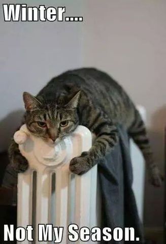 cat-hugging-radiator.jpg